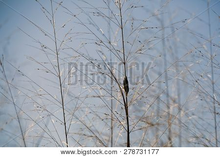Close Up Of Dried, Brown Prairie Grass Growing