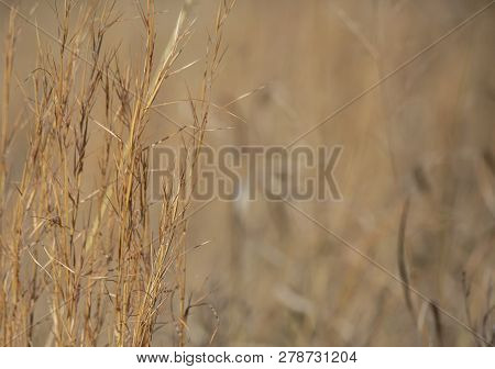 Close Up Of Dried, Brown Prairie Grass Growing