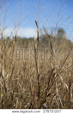 Close Up Of Dried, Brown Prairie Grass Growing