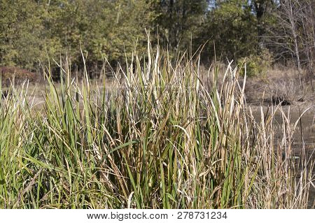 Close Up Of Tall Grass Growing Near A Pond