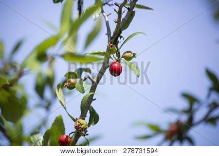 Small Red Berries Growing On A Bush In Nature