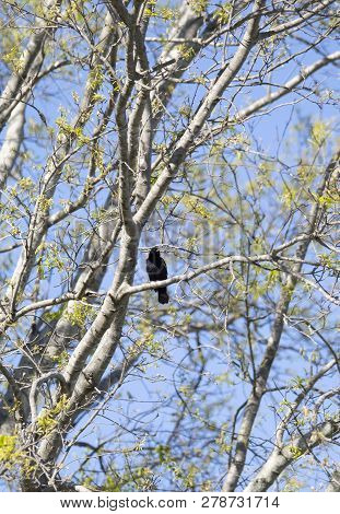 Red-winged Backbird (agelaius Phoeniceus) Perched On A Tree Limb