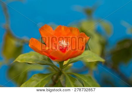 Closeup orange flower of Rose cactus, also called Wax rose, leafy cactus with blurred background (Pereskia bleo)