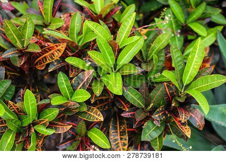 Colorful Croton Leaves Background. Beautyful Natural Backdrop With Croton Plant In Sunny Day At Ptro