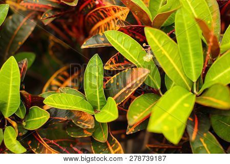 Colorful Croton Leaves Background. Beautyful Natural Backdrop With Croton Plant In Sunny Day At Ptro