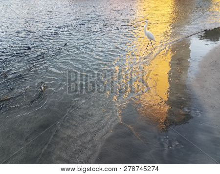 White Crane And Tarpon Fish In Water In La Guancha In Ponce, Puerto Rico