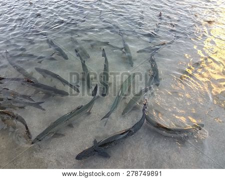 Tarpon Fish In La Guancha In Ponce, Puerto Rico