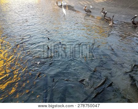 Pelicans And Birds And Tarpon Fish In La Guancha In Ponce, Puerto Rico