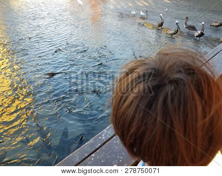 Boy Child Watching Birds And Tarpon Fish In La Guancha In Ponce, Puerto Rico