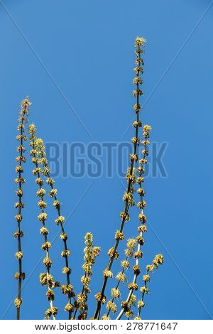 A Unique Photo Of Bright Tender Offshoot  Of A Tree Growing