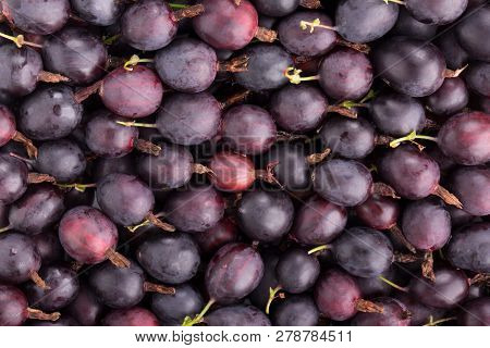 Fruit Black Gooseberry Texture Or Background. Closeup.