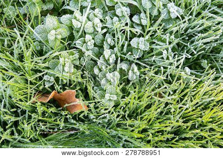 Morning Hoar Frost On The Grass. Winter Nature Background. Top View Close Up