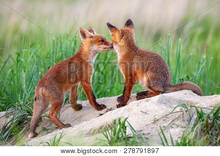 Red Fox, Vulpes Vulpes, Small Young Cubs Near Den Playing.