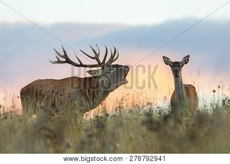 Red Deer, Cervus Elaphus, Couple During Rutting Season.