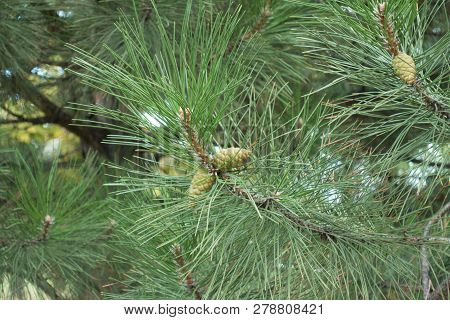 Foliage And Immature Seed Cones Of Pine