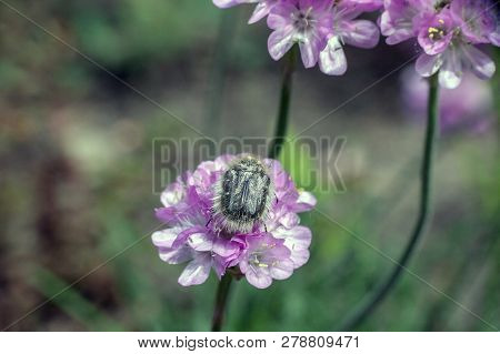 Tropinota Hirta Hairy Beetle On Armeria Pink Flower