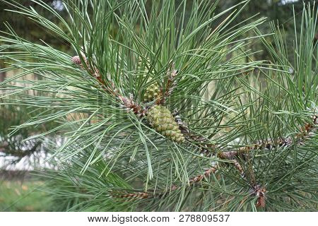 One Immature Seed Cone Of Pine In September