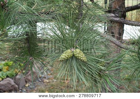 Pair Of Immature Seed Cones Of Pine