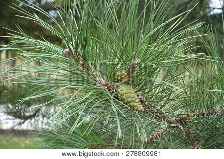 Single Immature Seed Cone Of Pine In September