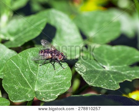 Gray Fly Sitting On Green Leaf In Summer Garden. Flesh Flies (sarcophaga) Pest Insect