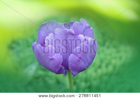 Blooming Purple Tulip Blue Parrot Closeup