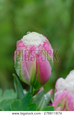 Ice Cream Tulip