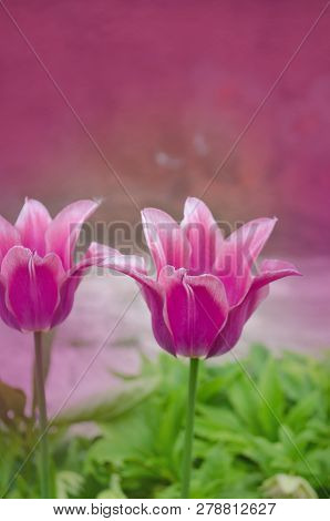 Beautiful Pink Tulip Rosy Dream. Tulips Flower Beautiful Background
