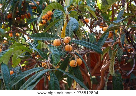 Appricot Tree With Ripe Orange Appricots And Leaves