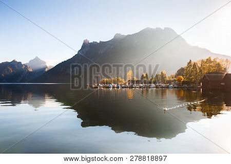Traunsee Lake With Reflections At Sunrise And White Swan Floating On The Water. Alps Mountains, Aust