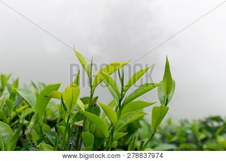 Close Up Of Tea Leaves, Tea Plantation In The Fog, Sri Lanka - Travel Destination