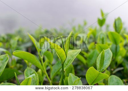 Close Up Of Tea Leaves, Tea Plantation In The Fog, Sri Lanka - Travel Destination