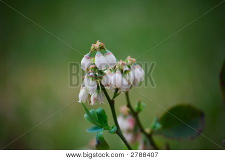 블루베리 꽃