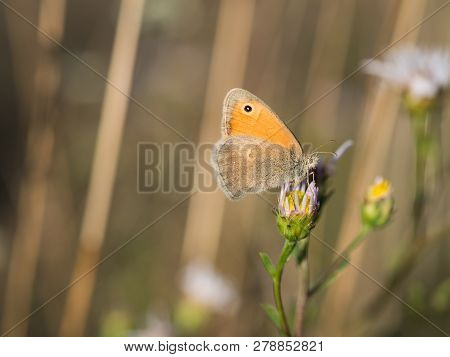 Beautiful Small Heath ( Coenonympha Pamphilus ) Butterfly Sitting On A Blooming Flower On A Summer D