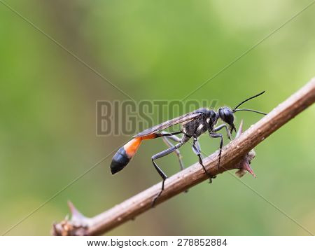 Red-banded Sand Wasp ( Ammophila Sabulosa )on Of The Subfamily Ammophilinae Of The Hunting Wasp Fami
