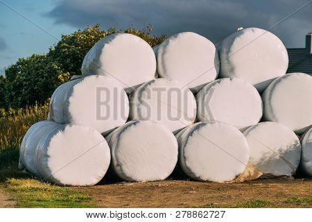 Agricultural Landscape With Straw Packages On Field. Cereal Bale Of Hay Wrapped In Plastic White Foi