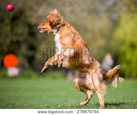 Spaniel Puppy With A Ball That Has Bounced Out Of Its Mouth. Jumping Over Grass In A Park. A Sunny D