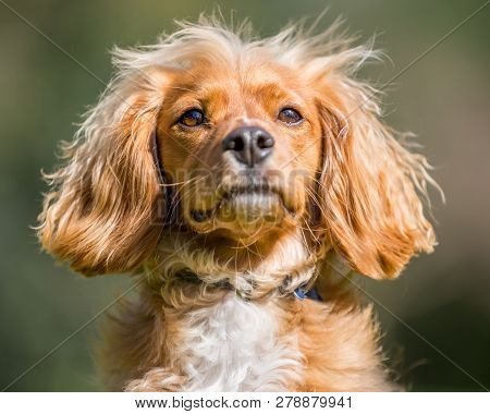 Spaniel Puppy Portrait With Its Mouth Closed. Jumping Over Grass In A Park. A Sunny Day. Running Act