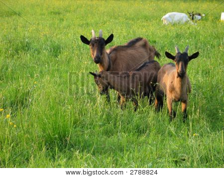 Une famille de chèvre