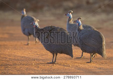 Flock Of Helmeted Guinea Fowl Walking Along A Road In The Late Afternoon Sun