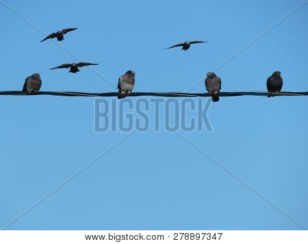Birds Sitting On A Wire In A Row. Flock Of Pigeons On The Cables Isolated On Background Of Clear Blu