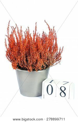 Flowers Of Orange Calluna Vulgaris With Cube Calendar On White Background, Isolated, Copy Space For 