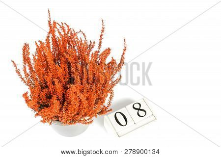 Flowers Of Orange Calluna Vulgaris With Cube Calendar On White Background, Isolated, Copy Space For 
