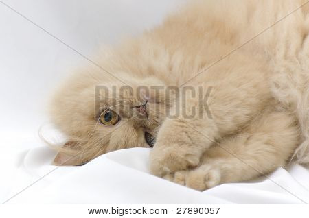 Kedi portarit