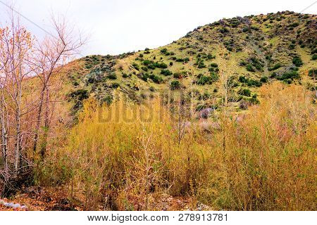 Willow Trees Changing Colors During Autumn Besides A Creek At A Riparian Woodland Surrounded By Arid