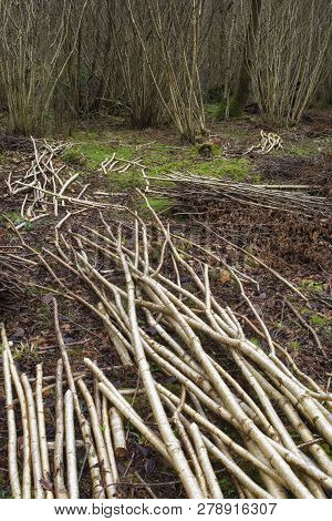 Common Hazel - Corylus Avellana 
Traditional Copice Managed Woodland