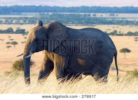 Fil Afrika