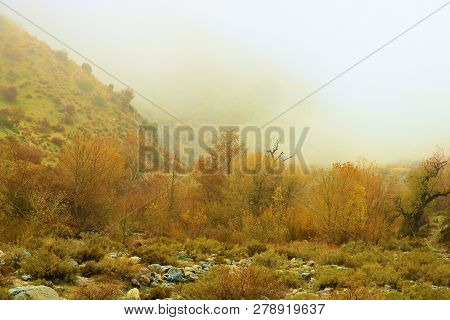 Willow And Cottonwood Trees Changing Colors During Autumn Besides Mission Creek Surrounded By Fog Du