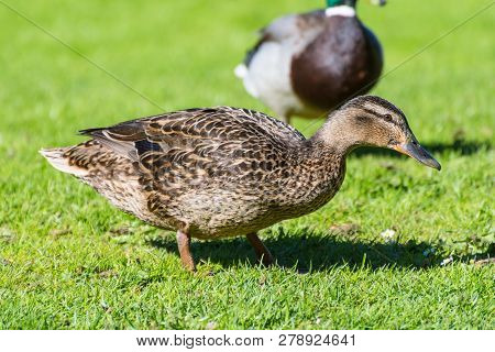 Duck In Liselund Park On Island Of Moen In Denmark