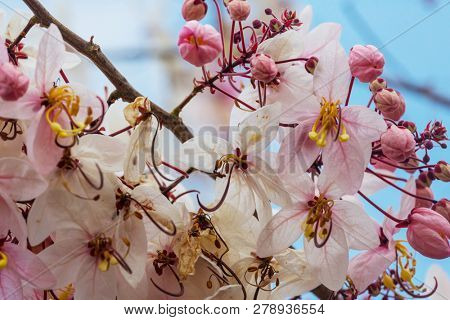 Cassia fistula tree blossom in spring season in the Hawaii, USA