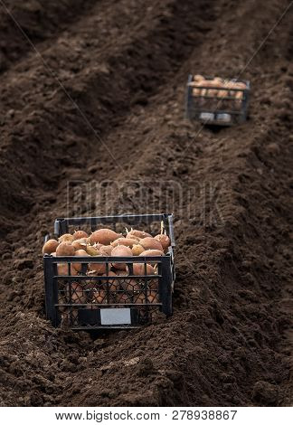 Potatoes In Boxes For Planting. Planting Potatoes On His Land In The Village.